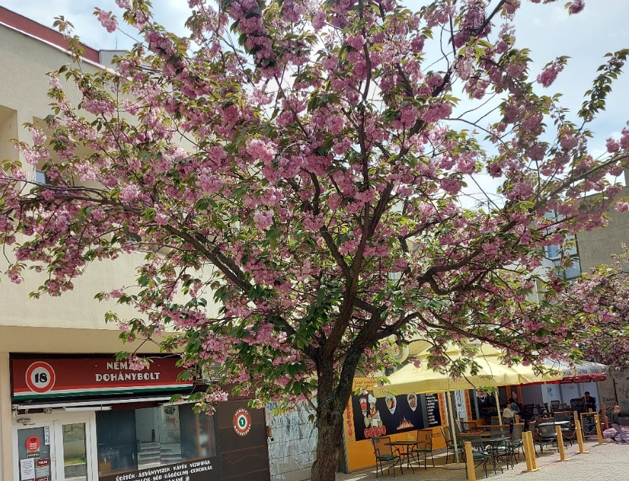 Here is this wonderful flowering tree in my country