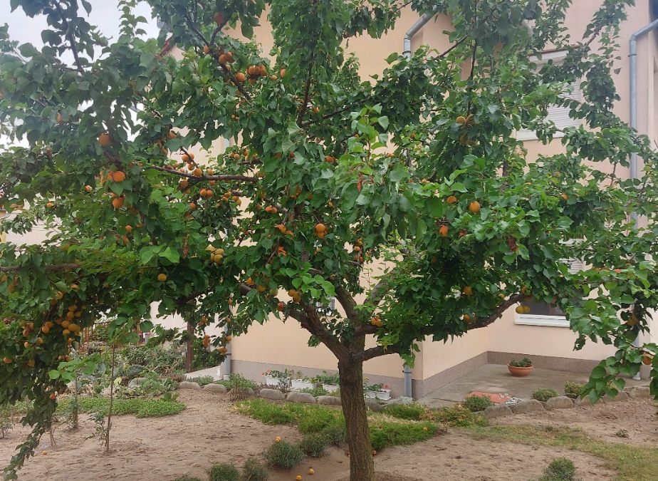 On the way, I always walked in front of this tree.