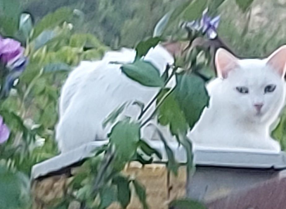 Yesterday I saw a beautiful white cat resting on the fence and looked at me peacefully